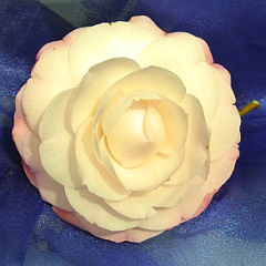 Camellia Flower