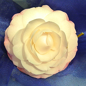 Camellia Flower