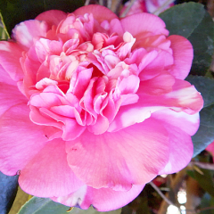 double-camellia-bloom