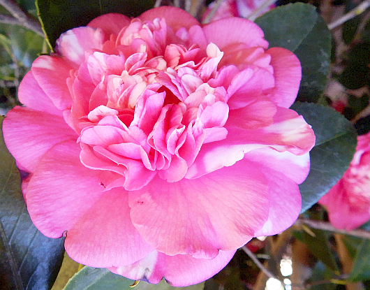 double-camellia-bloom