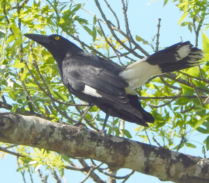 This currawong was a curious onlooker