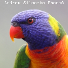 rainbow-lorikeet