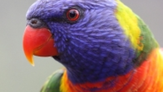 rainbow-lorikeet