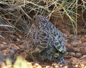 night-parrot-fledgling_credit-james-watson