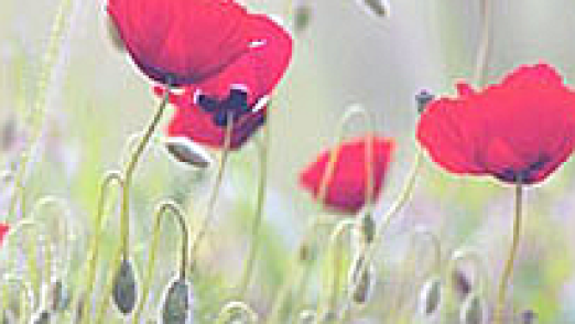 flanders_poppies