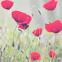 flanders_poppies