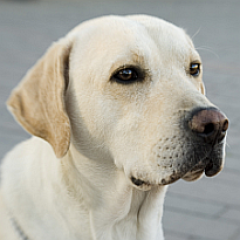 labrador