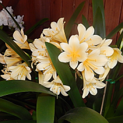 clivia_show