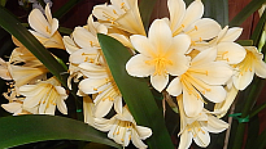 clivia_show