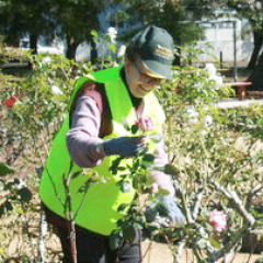 rose-pruning