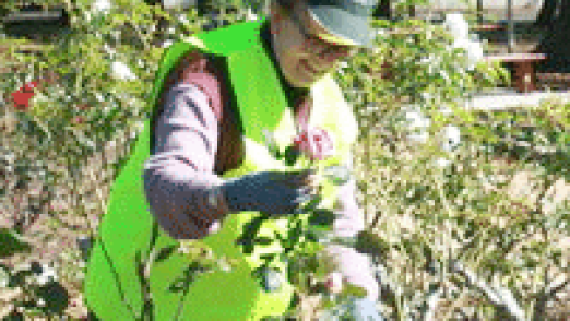 rose-pruning