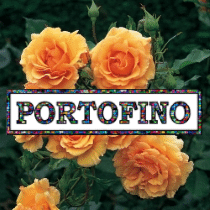 roses-portofino-sq