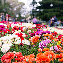 flowers sq