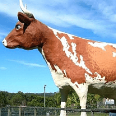 the big cow sq