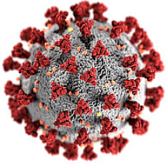 coronavirus